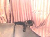 Kitten
