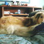 samthedog