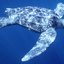seaturtles