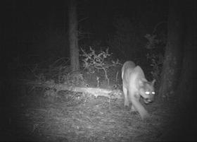 A Sonoma Land Trust camera captured this mountain lion moving through a hillside forest by night.