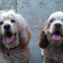 The BOY'S