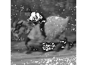 monkey-goat