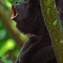 howler_monkey