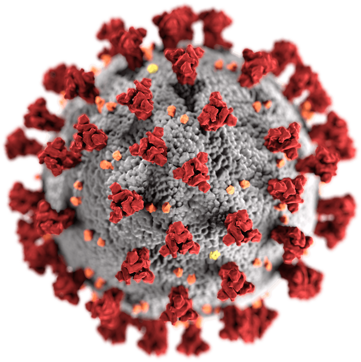 1193px 2019 nCoV CDC 23312 without background