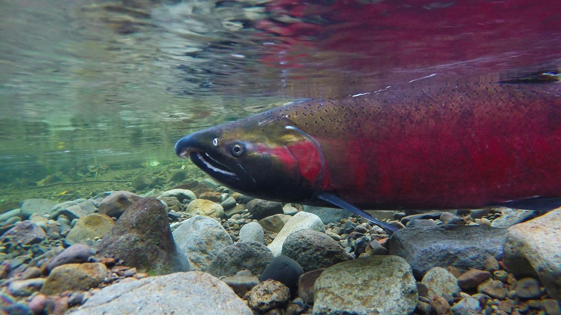 Coho Spawning on the Salmon River 16148987210