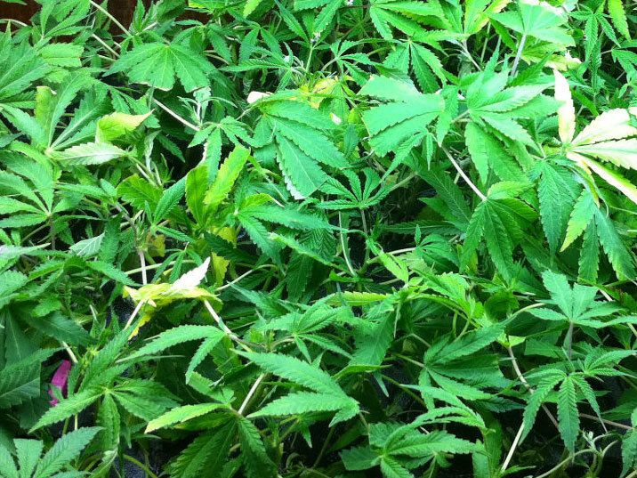 Marijuana leaves 0483 P