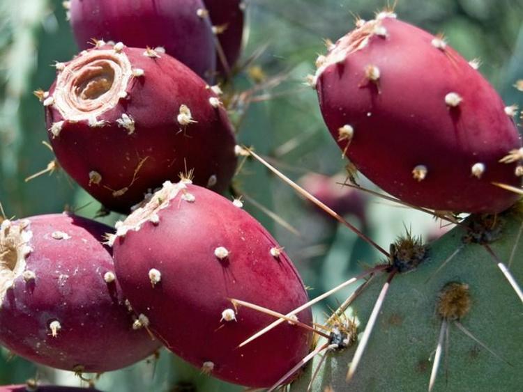 Prickly Pear