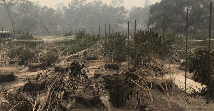 cannabis fire 1 1280x800 800x416