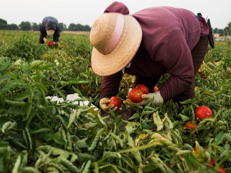 farmworkers