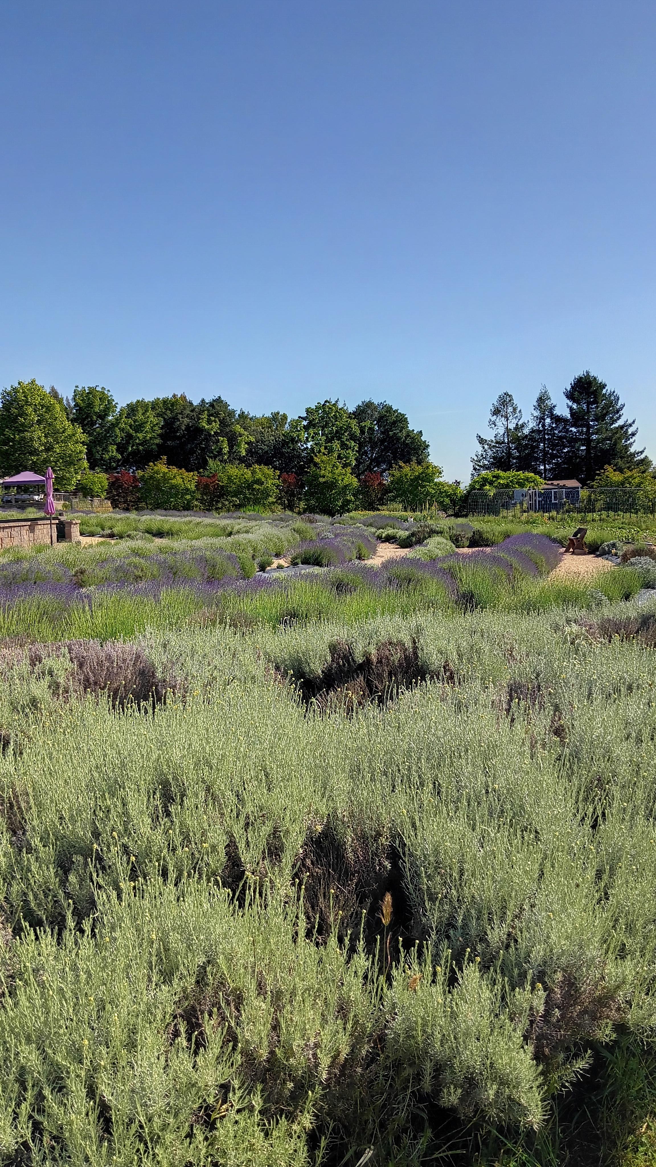 Lavendar Maze