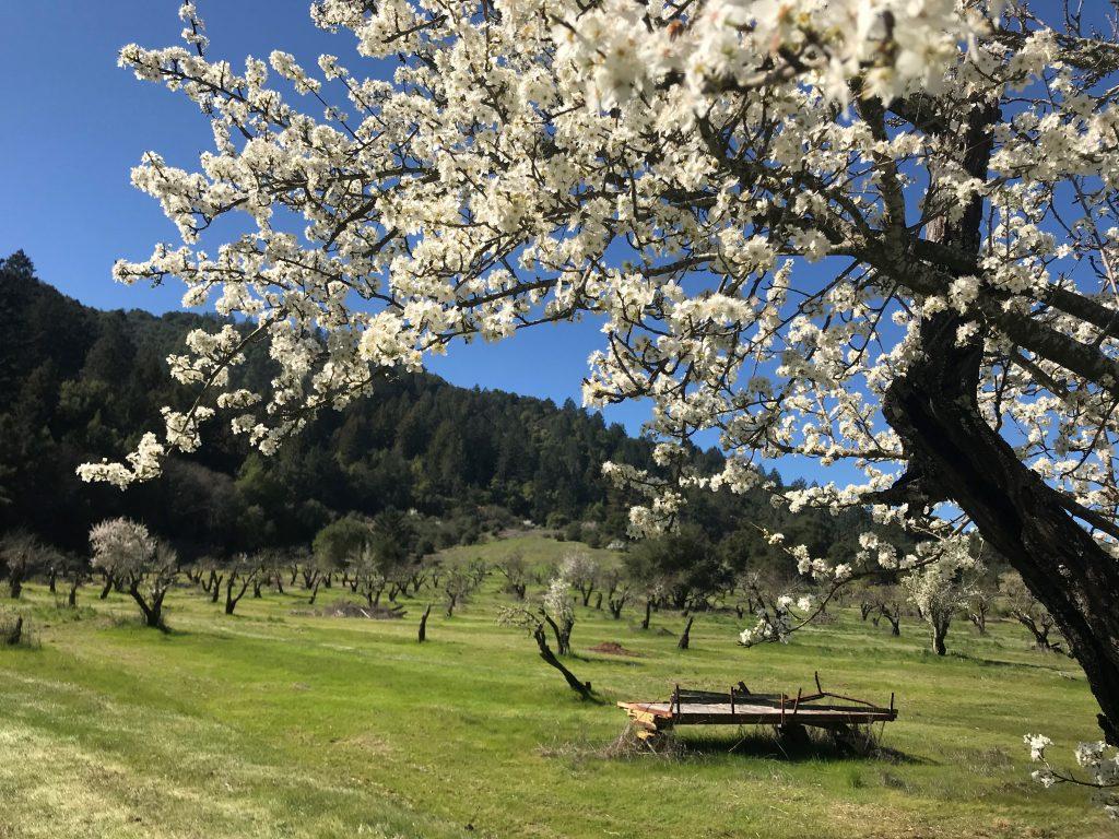 Orchard Experience 3 1024x768