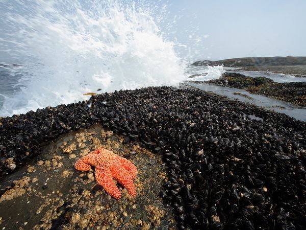 mussel bedjpg