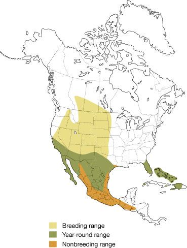 burrowing owl map e