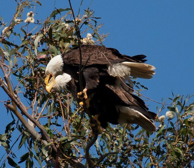 Bald Eagle perching next to mate-close up