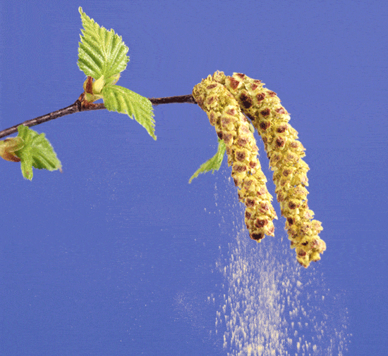 Pollen2
