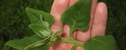 leaves in hand