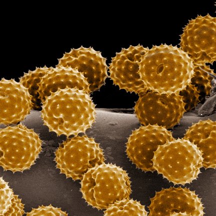pollen