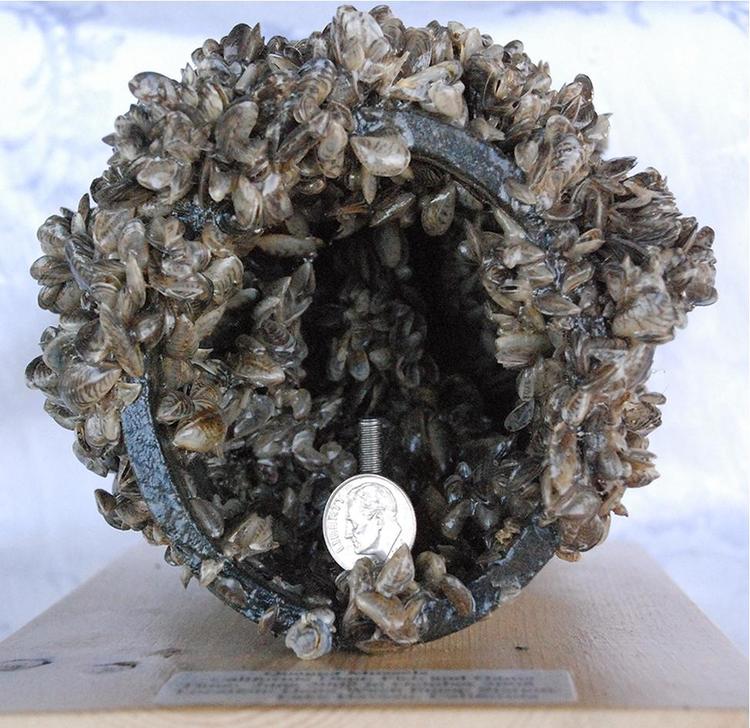 Mussel Pipe