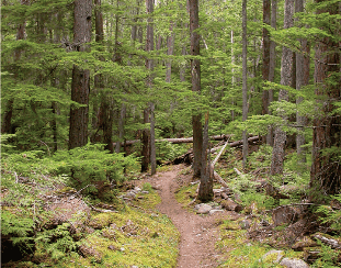 forest-carbon