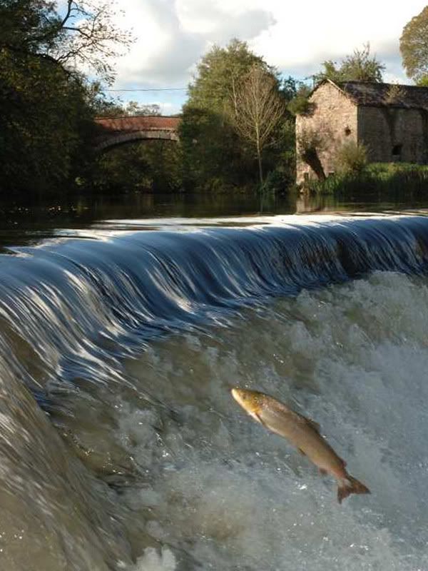 4LeapingSalmon