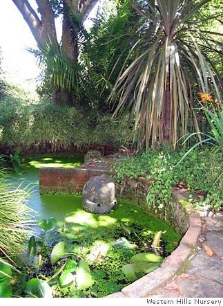 pond