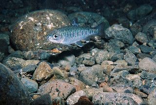trout