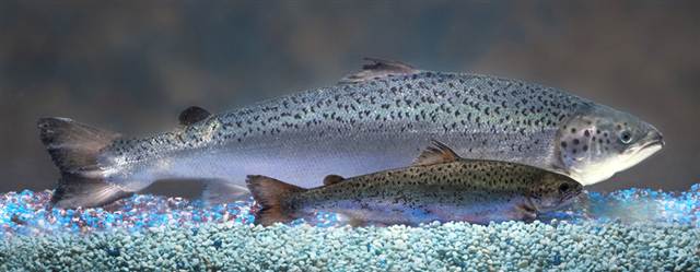 100920-salmon-hmed-3a.grid-8x2