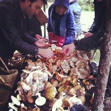Mushroom1