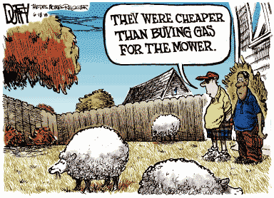Sheep-Landscaping-1047