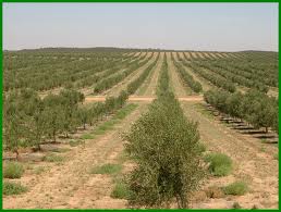 olive_orchard
