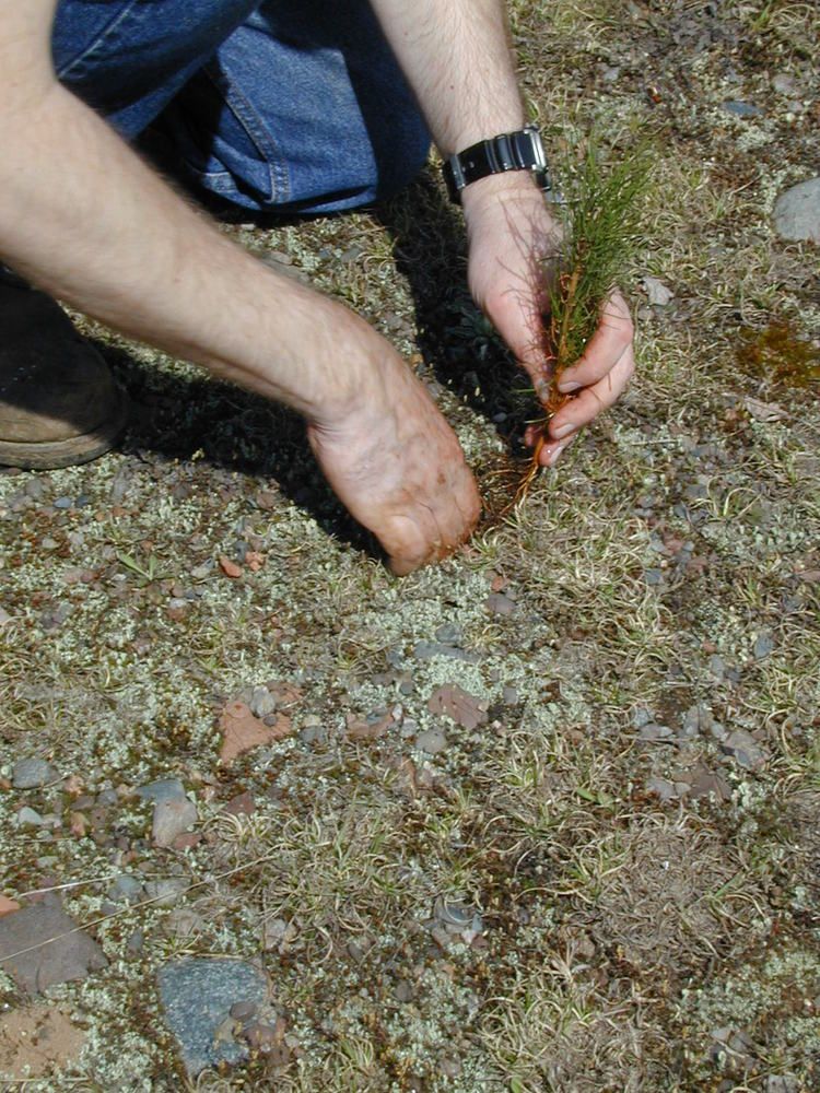 planting