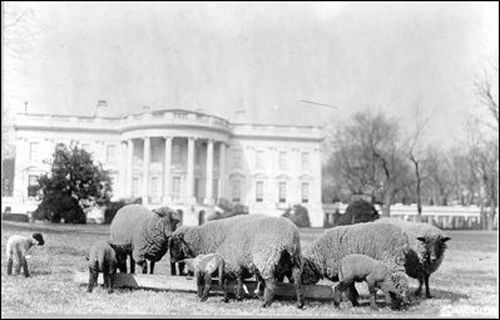 whitehouse