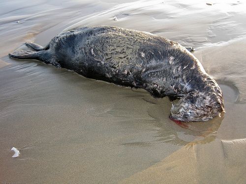 dead_otter