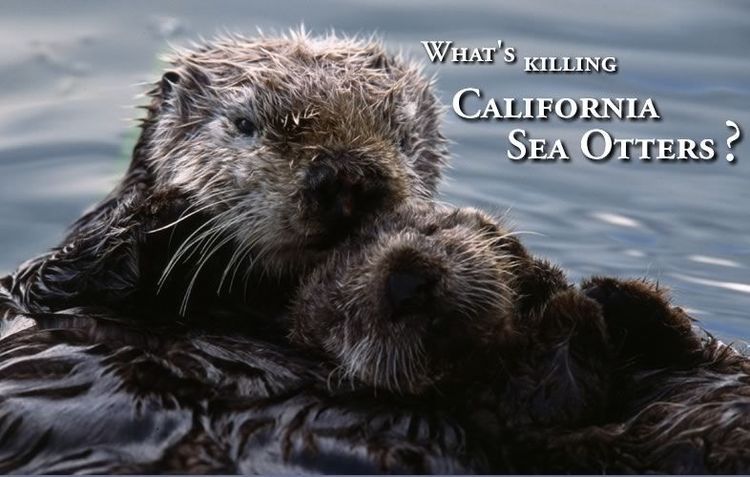 otterpic3