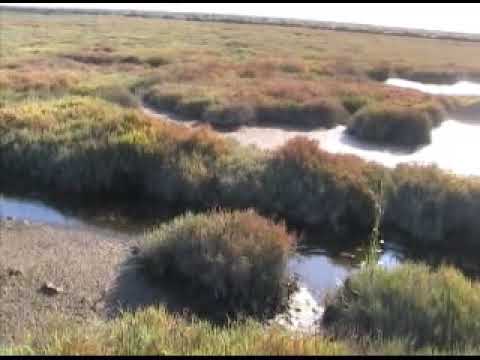 marsh