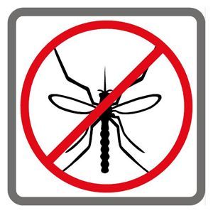 mosquito