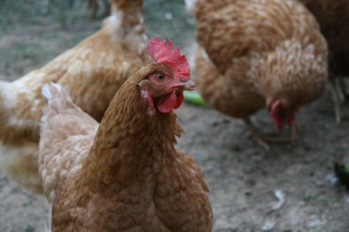 chicken