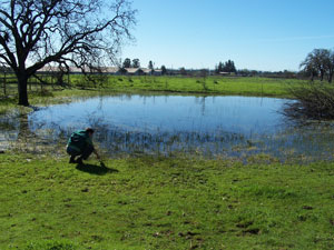 vernal pool