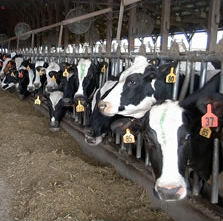 cows.jpg