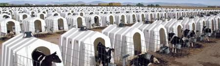 cafo_cover.jpg