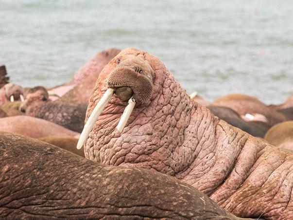 Nature walrus 603