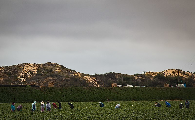 800px California Farm Workers 28809780481