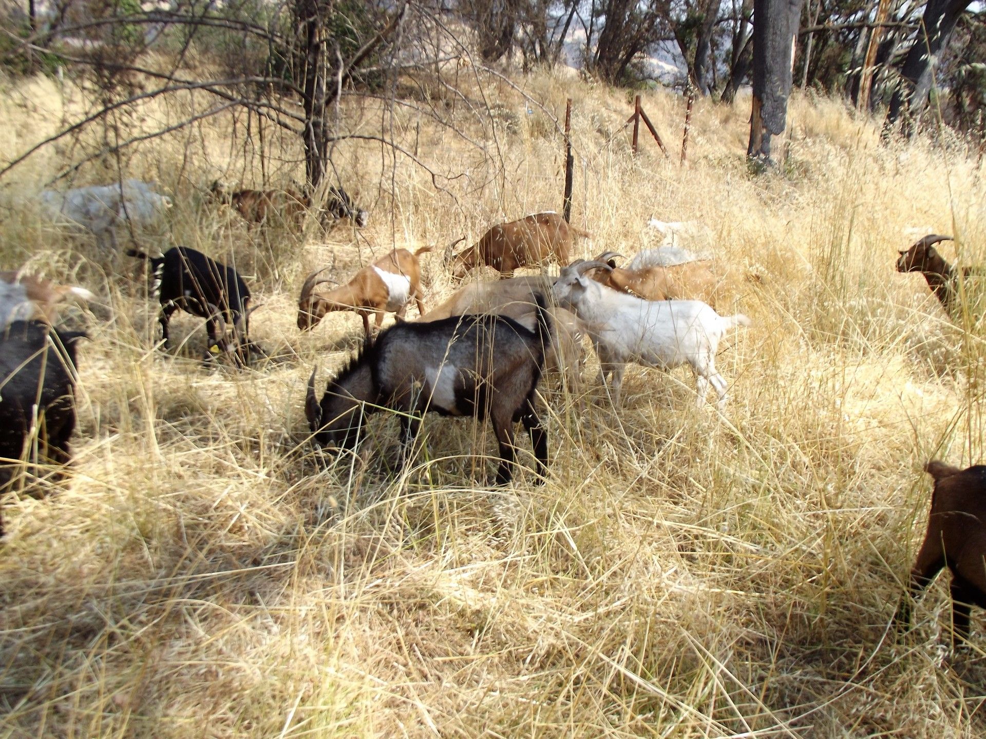 Goats hard at work