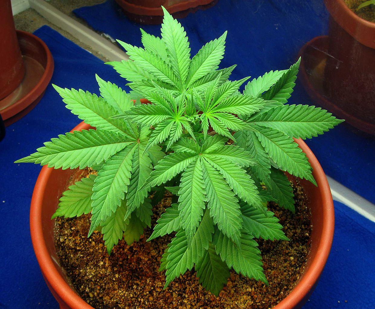 cannabis plant wikimedia
