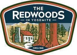 Redwoods in Yosemite