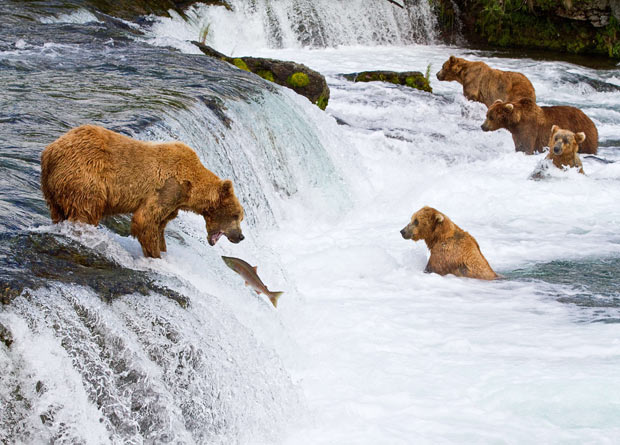 bears-salmon