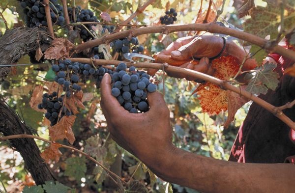 Grape-harvesting