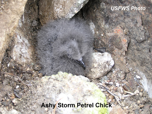 AshyStormPetrelChick