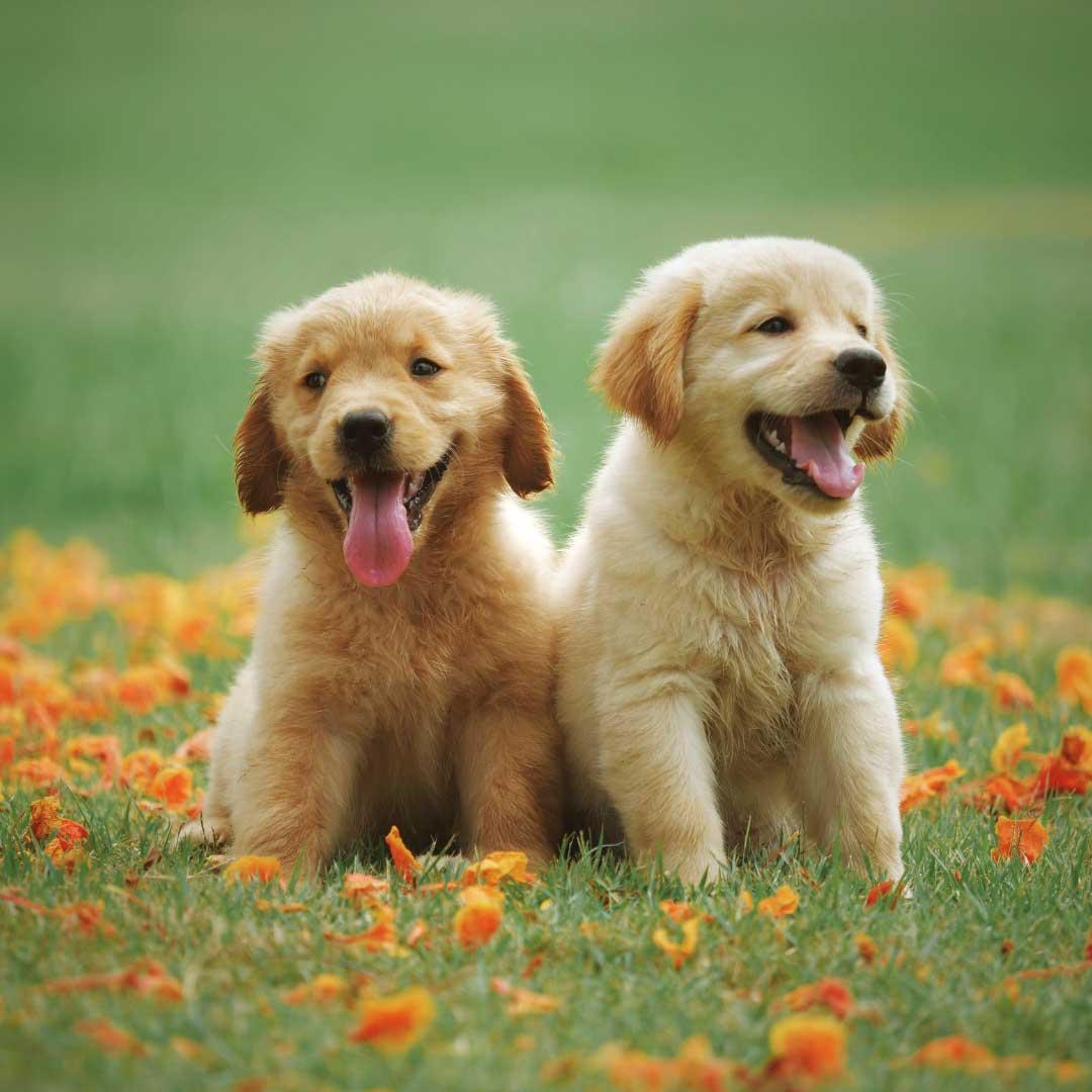 Matching Gifts