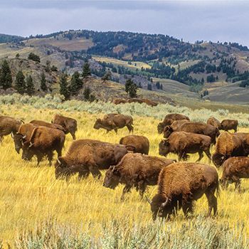 yellowstone 350